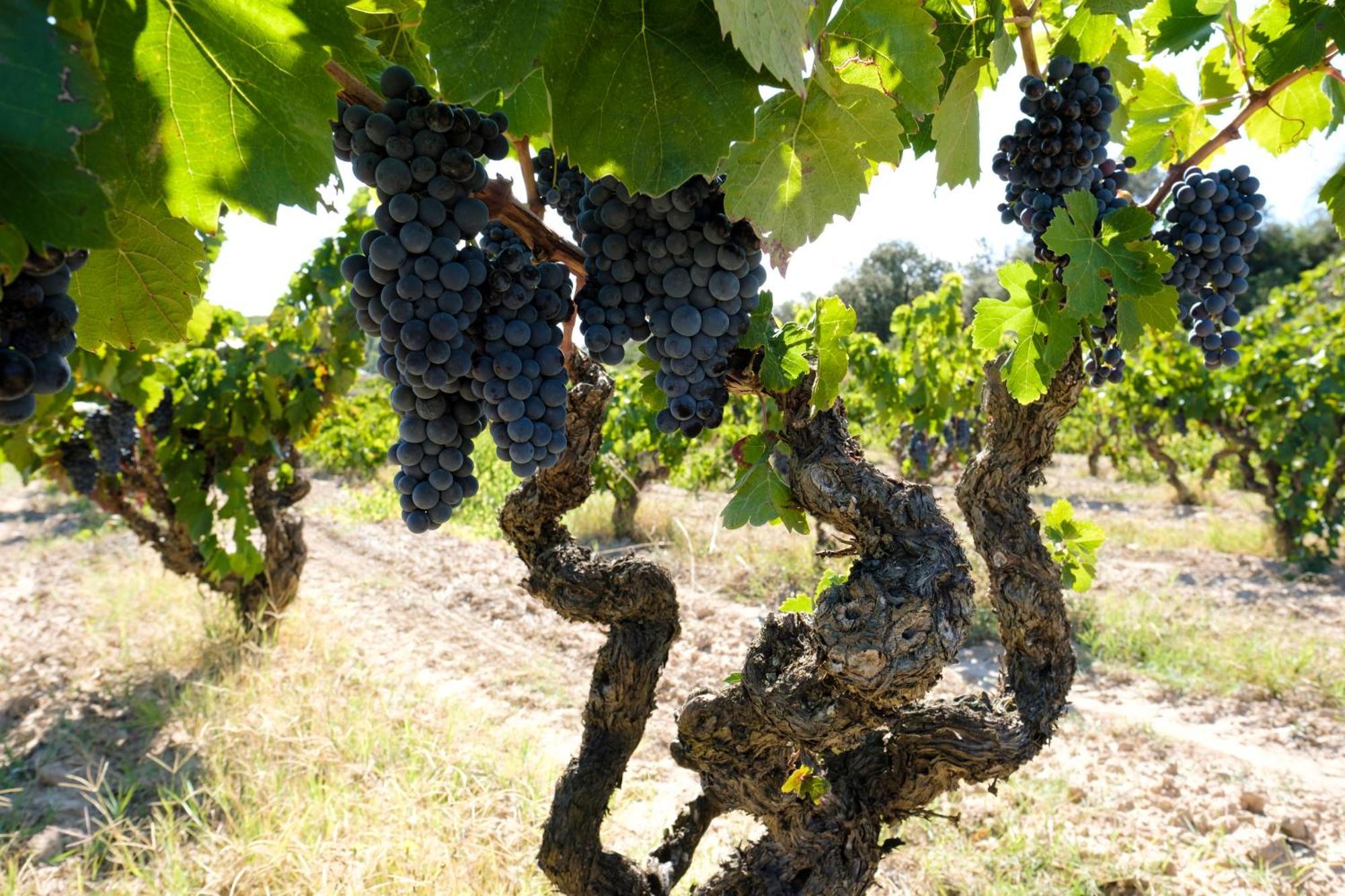 Enoturismo Celler Pinol Batea Exterior foto